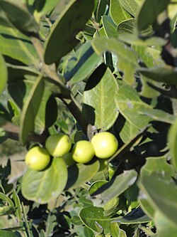 Acokanthera rotundata