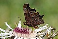 Leptir Polygonia c-album na cvijetu vrste Carlina acaulis