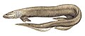 Chlamydoselachus anguineus