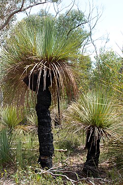 Xanthorrhoea semiplana subsp. tateana