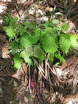 Laportea cuspidata