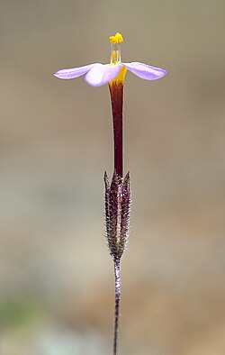 Leptosiphon rattanii