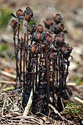 Monotropa uniflora, tamnije varijanta boje biljke