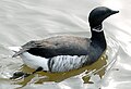 slika 2a. Branta bernicla nigricans
