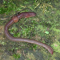 Obična kišna glista, Lumbricus terrestris