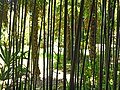 Šuma bambusa