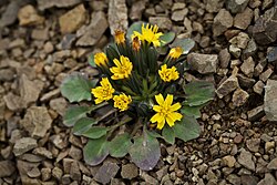 Askellia pygmaea (sin. Crepis nana)