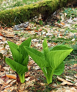 Symplocarpus foetidus