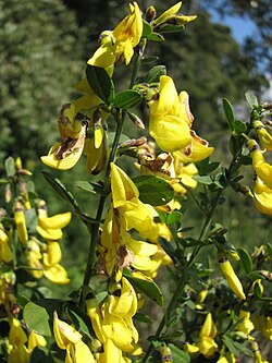 Trnovita kapinika (Calicotome spinosa)