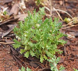 Centipeda crateriformis