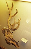 Cervus acoronatus