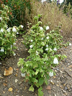 Bosanska zvončika u Botaničkom vrtu Sveučilišta Cambridge