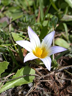 Romulea bulbocodium