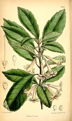 Toropapa, A. macrophylla