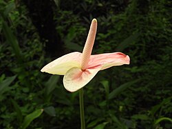 Anthurium nitidulum