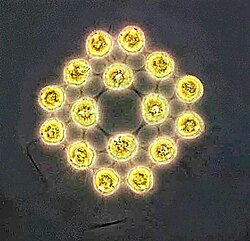 Gonium formosum