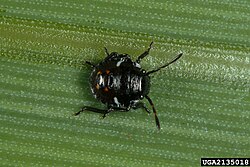 drugi stadij razvoja