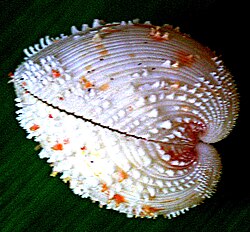 Fragum unedo, porodica Cardiidae.