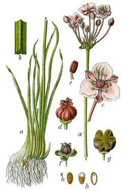 B. umbellatus