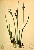 Juncus alpinoarticulatus