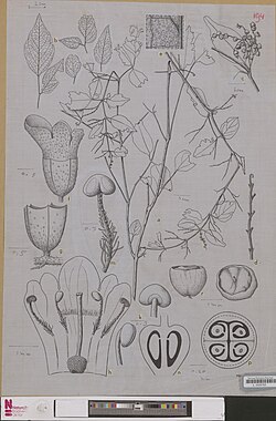 Garrettia cymarioides