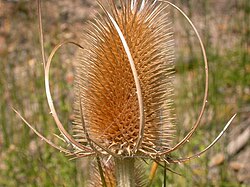 Dipsacus fullonum