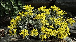 jadranski sijedac, Resetnikia triquetra