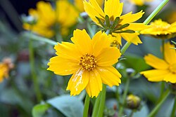 Coreopsis auriculata, Nana