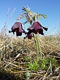 Pulsatilla pratensis (subsp. nigricans)