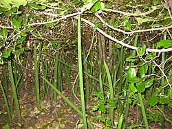 Sansevieria canaliculata