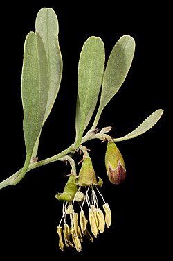 Stylobasium spathulatum