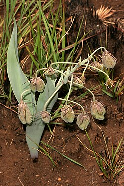 Ornithoglossum vulgare