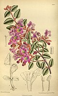 Abelia parvifolia (sinonim Abelia longituba)