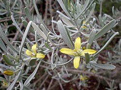 Cneorum pulverulentum