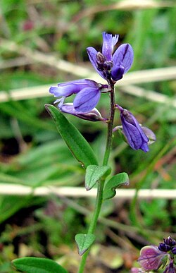 obični krestušac, Polygala vulgaris