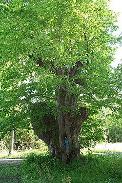Tilia platyphyllos