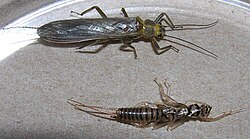 Hydroperla crosbyi, tribus Perlodini