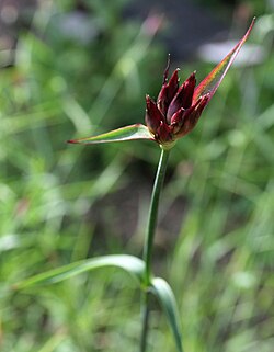 Dianthus giganteus ssp croaticus