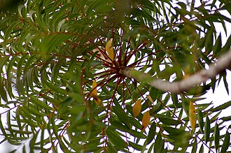 K. wilmsii