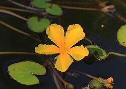 Nymphoides peltata