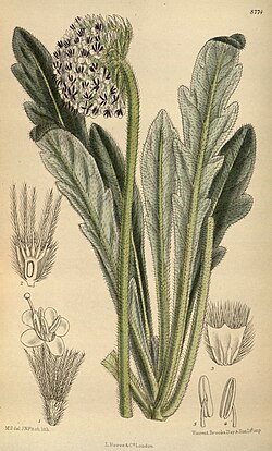 Bassecoia hookeri (sin. Scabiosa hookeri)