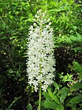 Amianthium muscitoxicum Lackawanna.jpg