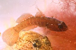 Glavočić balearski