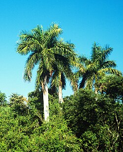 Roystonea regia, Collier-Seminole State Park, Florida