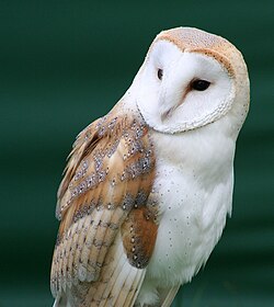 Mužjak T. a. alba Datoteka:Barn Owl (Tyto alba) (W TYTO ALBA R1 C16).ogg