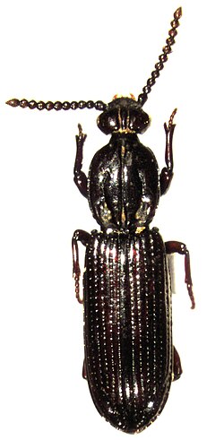 Kupeus arcuatus, pripada podtribusu Rhysodina, i potporodici Rhysodinae