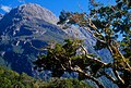 Vrh Sheerdown Peak u blizini staze Milford Track
