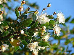 Myrtus communis
