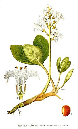 M. trifoliata