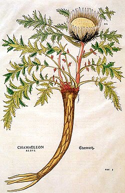 C. acaulis, ilustracija